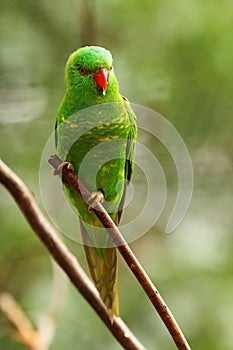 The scaly-breasted lorikeet Trichoglossus chlorolepidotus sitting on the small brown branche