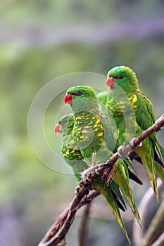 The scaly-breasted lorikeet Trichoglossus chlorolepidotus, three adults on a branch with a light background. Three green parrots