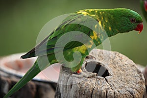 Scaly-breasted lorikeet (Trichoglossus chlorolepidotus)