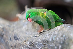 Scaly-breasted lorikeet photo