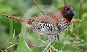 Scaly breasted munia