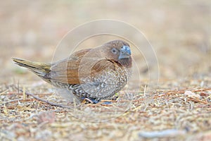 Scaly-breasted Munia