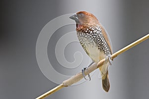 Scaly breasted munia