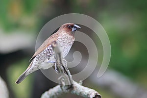 Scaly-breasted munia