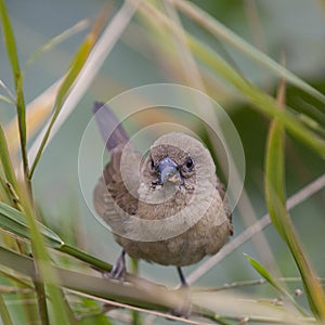 Scaly-breasted Munia