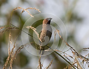 Scaly-breasted Munia