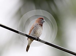 Scaly breasted munia photo