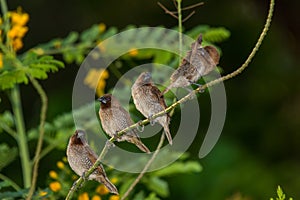 Scaly-breasted Munia, Bird