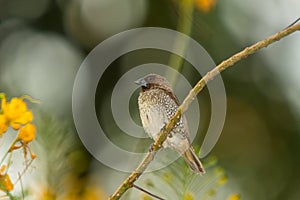 Scaly-breasted Munia, Bird