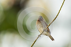 Scaly-breasted Munia, Bird