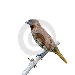 Scaly-breasted Munia bird