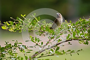 Scaly-breasted Munia bird in brown color with marking on breast