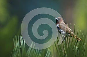 Scaly breasted Munia Bird with colourful back drop