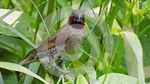 Scaly-breasted Munia bird eating nature cereal