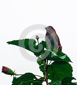 Scaly-breasted munia bird hiding behind the leaves.