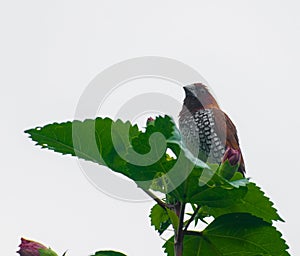 Scaly-breasted munia bird hiding behind the leaves.