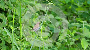 Scaly-breasted munia bird mowing the grass