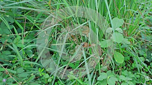 Scaly-breasted munia bird mowing the lemongrass leaves for build nest