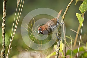 Scaly-breasted munia bird in Nepal