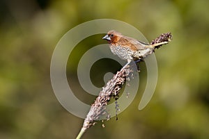 Scaly-breasted munia bird in Nepal