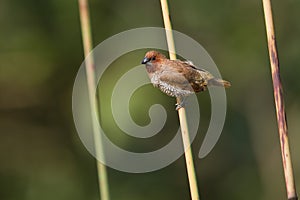 Scaly-breasted munia bird in Nepal