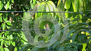 Scaly-Breasted Munia Bird Perched on Electric Wire