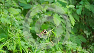 Scaly-breasted munia bird trying to mow the grass