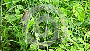 Scaly-breasted munia bird trying to mow the grass