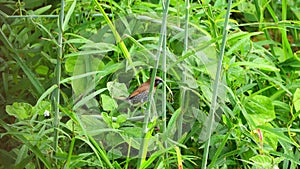 Scaly-breasted munia bird trying to mow the grass