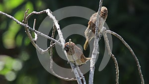 Scaly-breasted munia birds in the tree