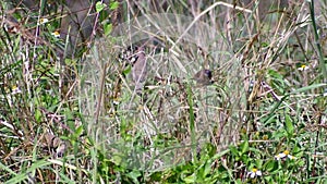 Scaly-breasted Munia eating food