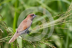 Scaly-breasted Munia eating grass seed