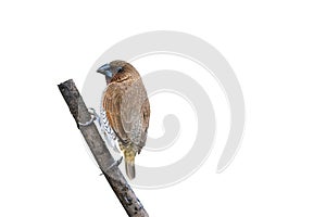 Scaly-breasted Munia or Lonchura punctulata.