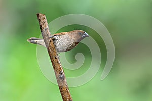 Scaly-breasted Munia or Lonchura punctulata.