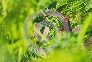 Scaly-breasted Munia - Lonchura punctulata