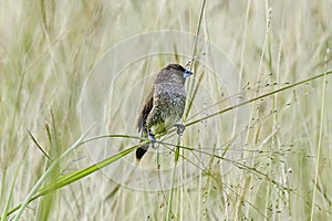 Scaly-breasted Munia Lonchura punctulata