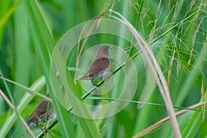 Scaly-breasted munia,Lonchura punctulata Bird photography