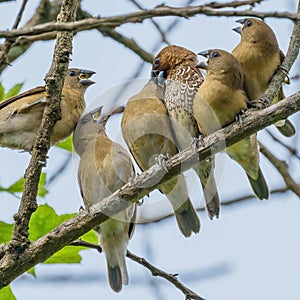 Scaly-breasted munia lonchura punctulata feeding it`s children