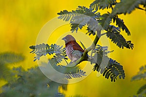 Scaly Breasted Munia, Lonchura punctulata, Hampi