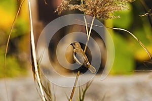 Scaly-breasted munia, Lonchura punctulata, Mount Abu, Rajasthan, India