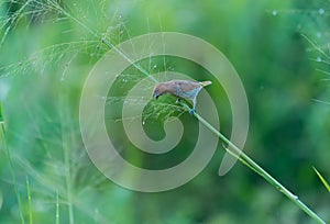 A Scaly-breasted Munia ( Lonchura punctulata ) stands on the slender grass.