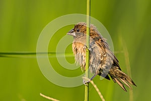 Scaly-breasted Munia, Lonchura punctulata, Vietnam