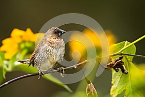 Scaly-breasted Munia, Lonchura punctulata, Vietnam