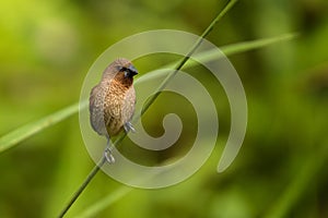 Scaly-breasted Munia, Lonchura punctulata, Vietnam