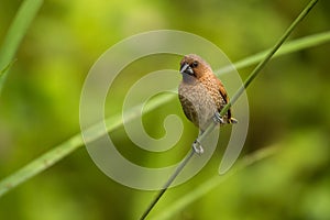 Scaly-breasted Munia, Lonchura punctulata, Vietnam