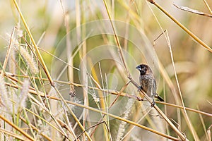 Scaly breasted munia perching on wild grass on blurred nature background