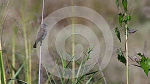 Scaly-breasted Munia relax on the grass shoot