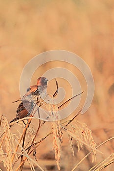 scaly breasted munia or spice finch or nutmeg mannikin (lonchura punctulata) in the wild, perching on a sheaf of paddy