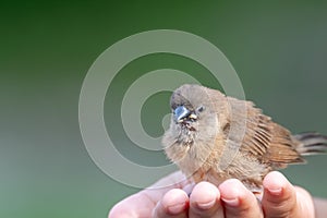 Scaly-breasted Munia Spotted Munia Attractive small songbird of grasslands, gardens, fields, and agricultural areas