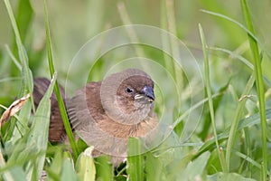 Scaly-breasted Munia Spotted Munia Attractive small songbird of grasslands, gardens, fields, and agricultural areas